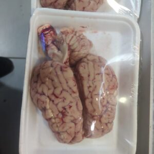 Prime Beef Brain 1pc